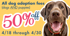 Dog/puppies adoption fees 50% off